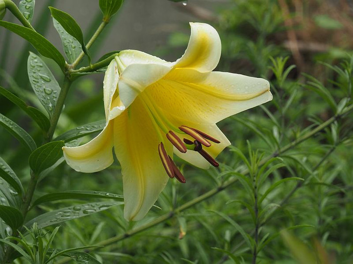 P7035237