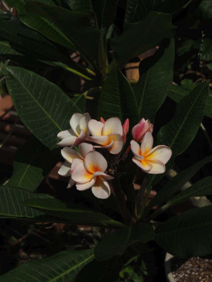 P7055243