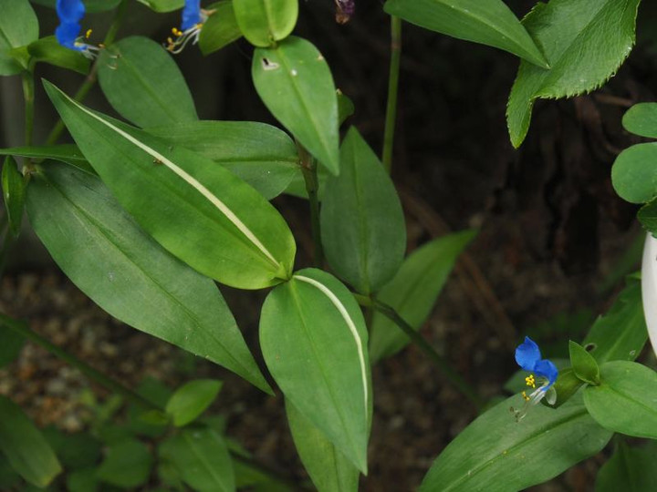 P7055248