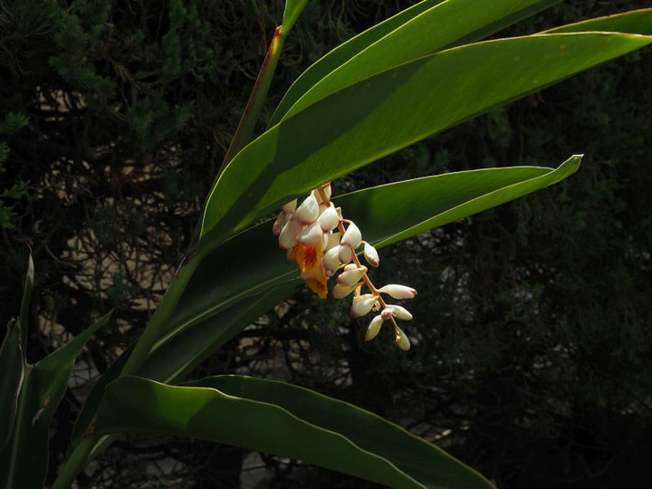 P7055267