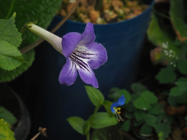 P7065270