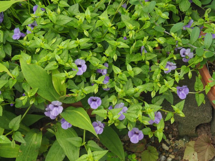 P7065283