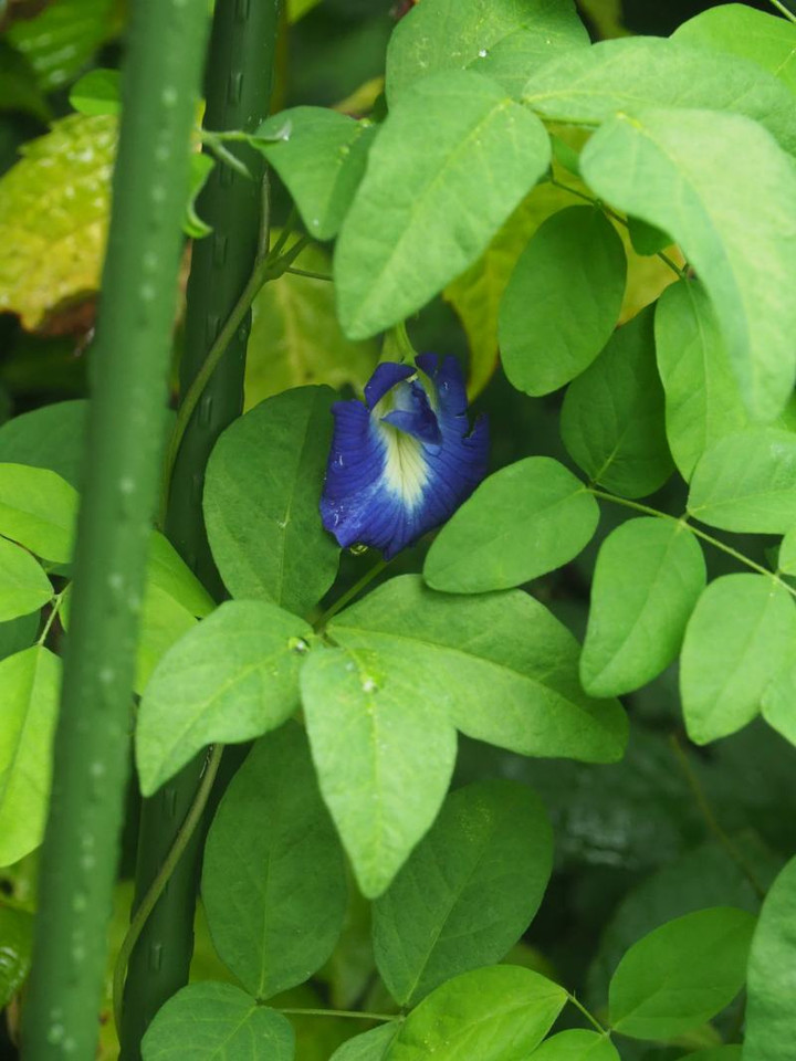 P7085301