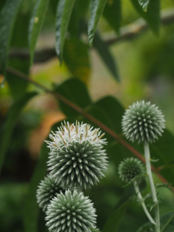 P7085302