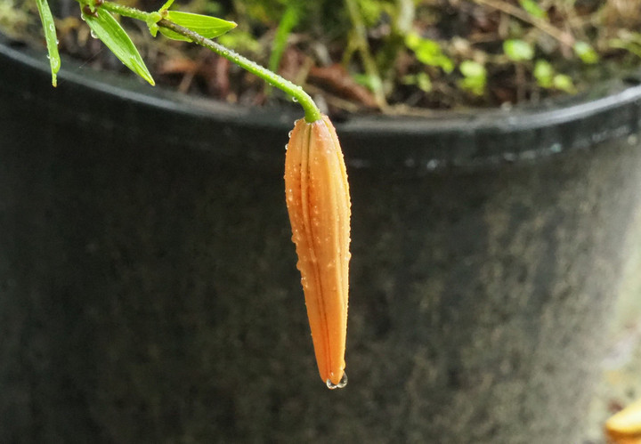 P7085308