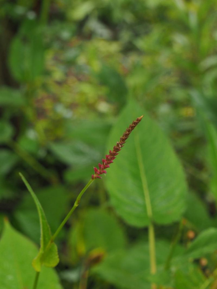 P7095315