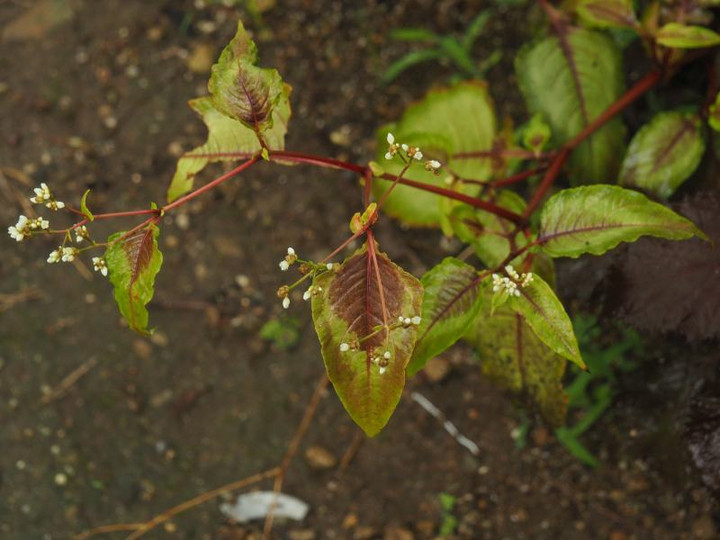 P7095316