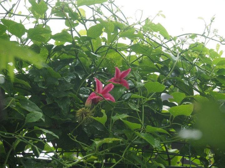 P7095317