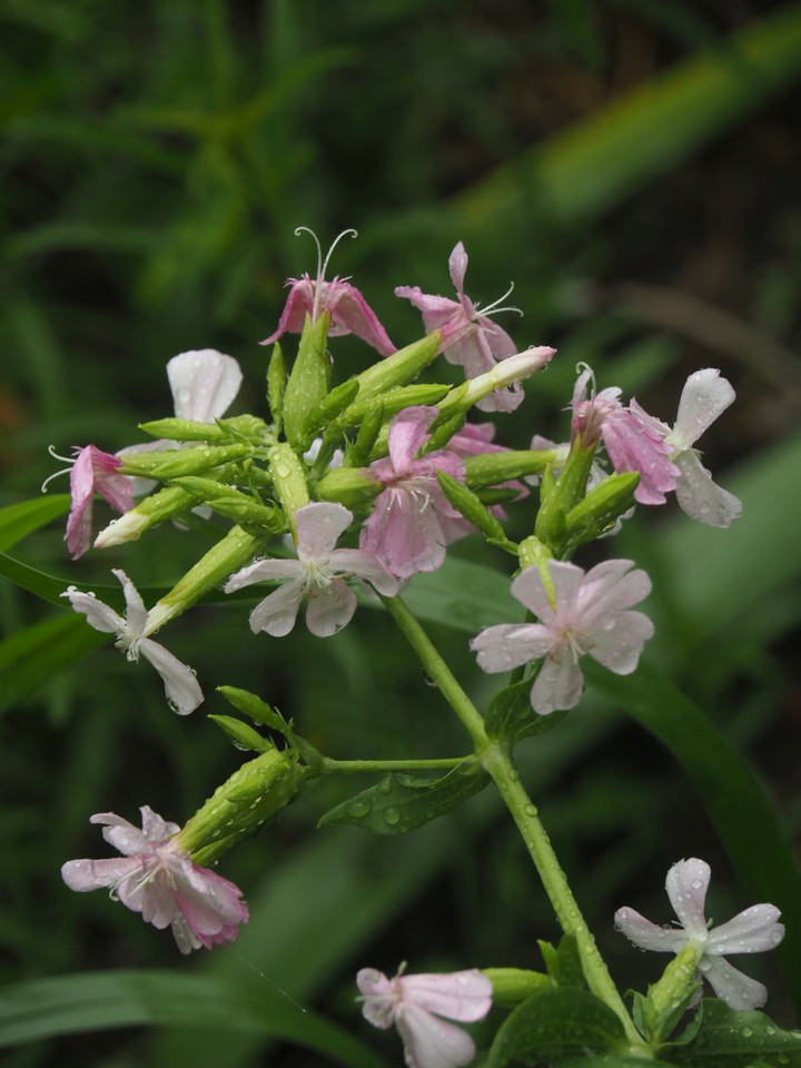 P7095318
