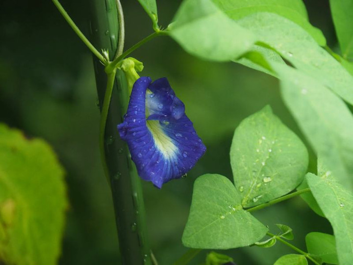 P7095324