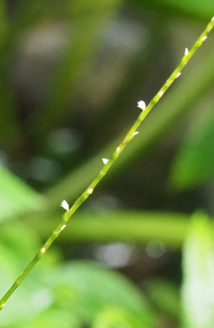 P7095326