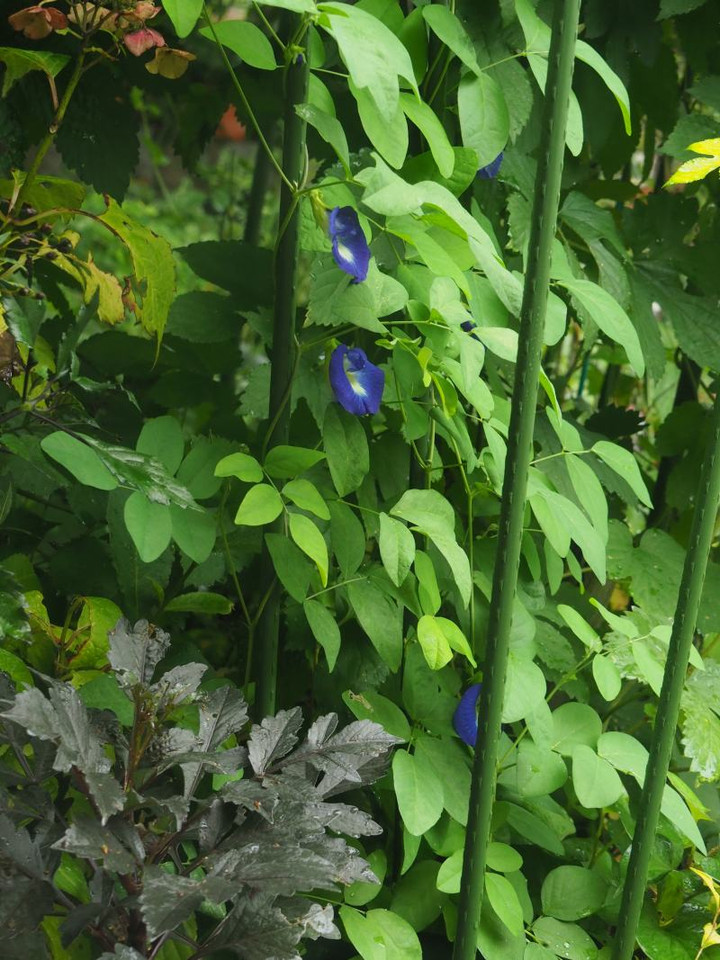 P7105330