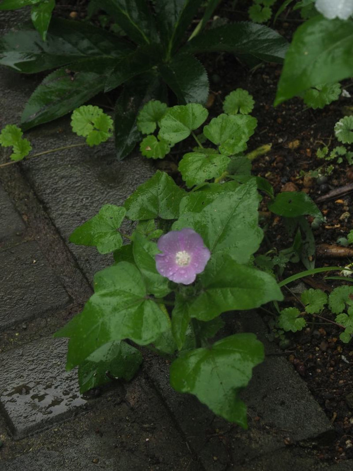 P7105333