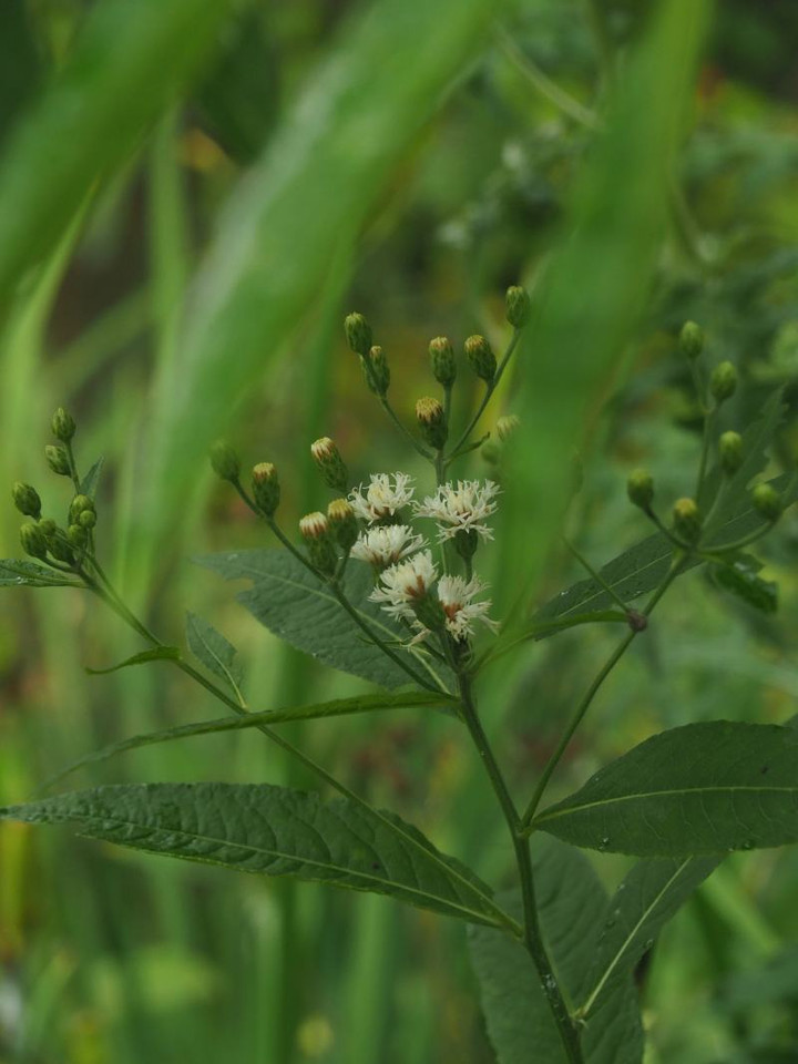 P7105336