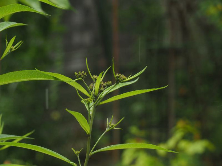 P7105338