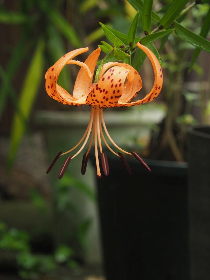 P7105339