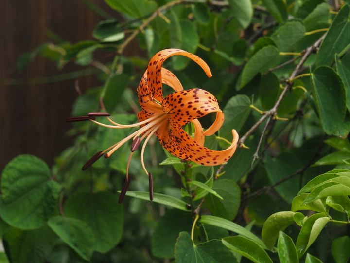 P7105341
