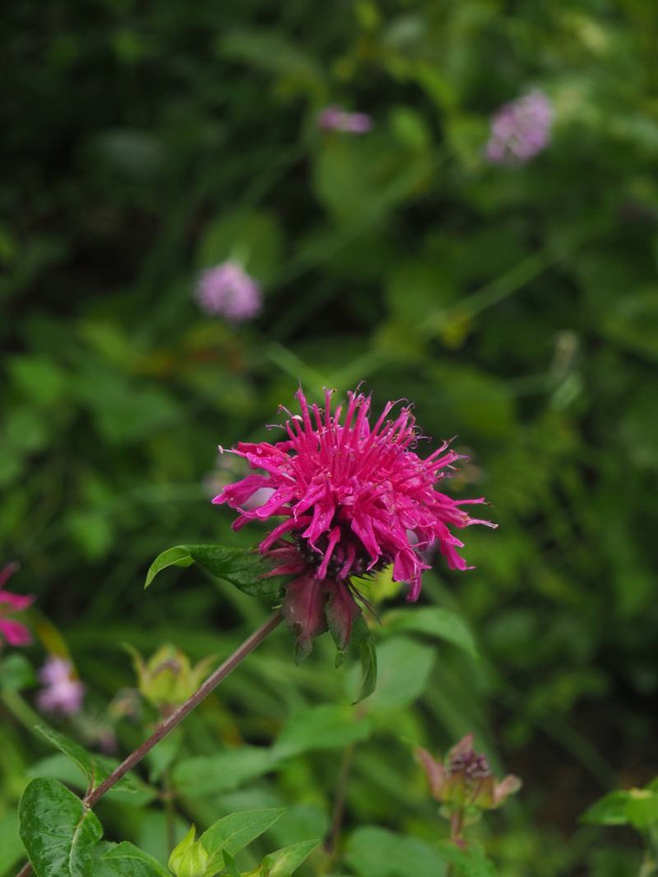 P7105343