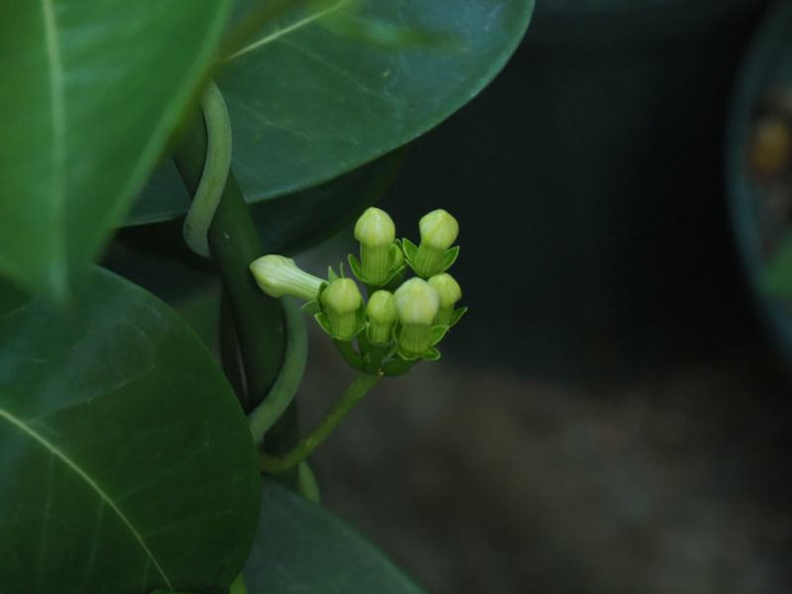 P7115354