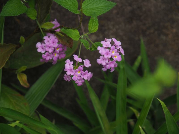 P7125373