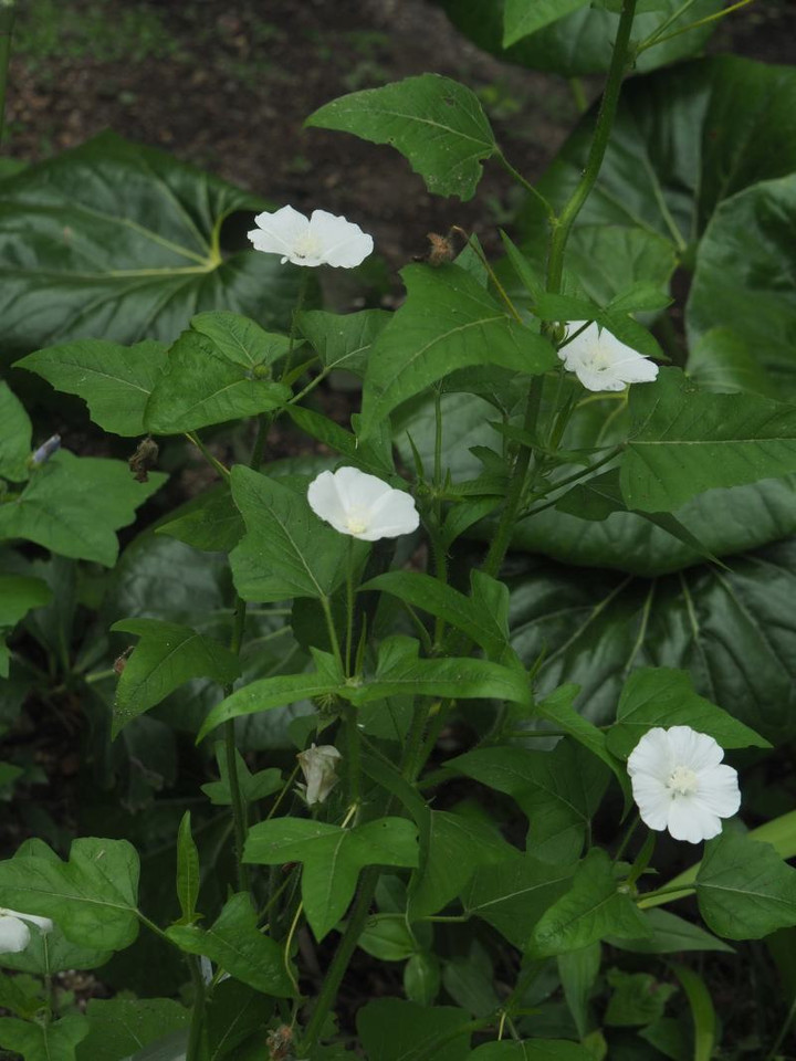 P7125382