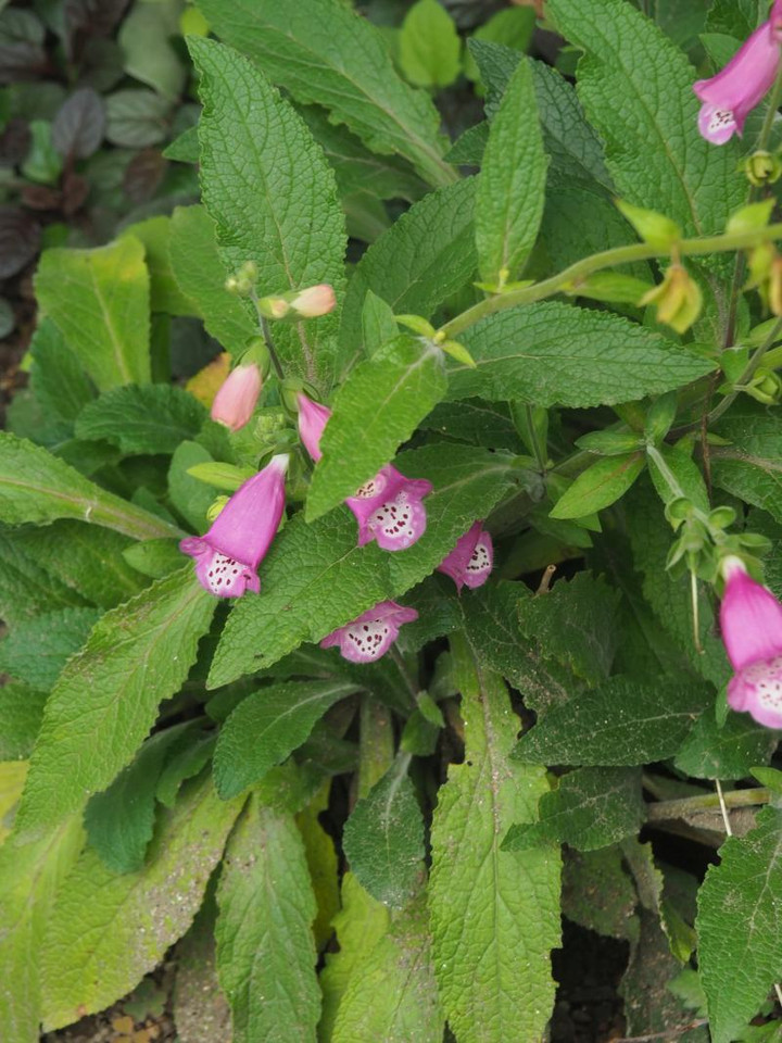 P7125387