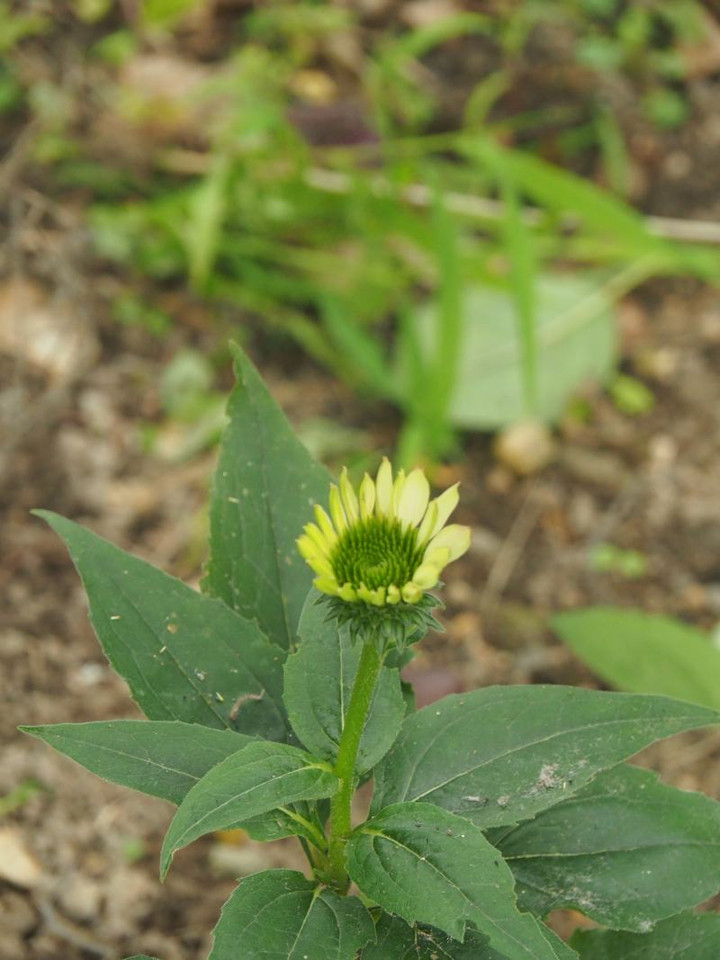 P7125388