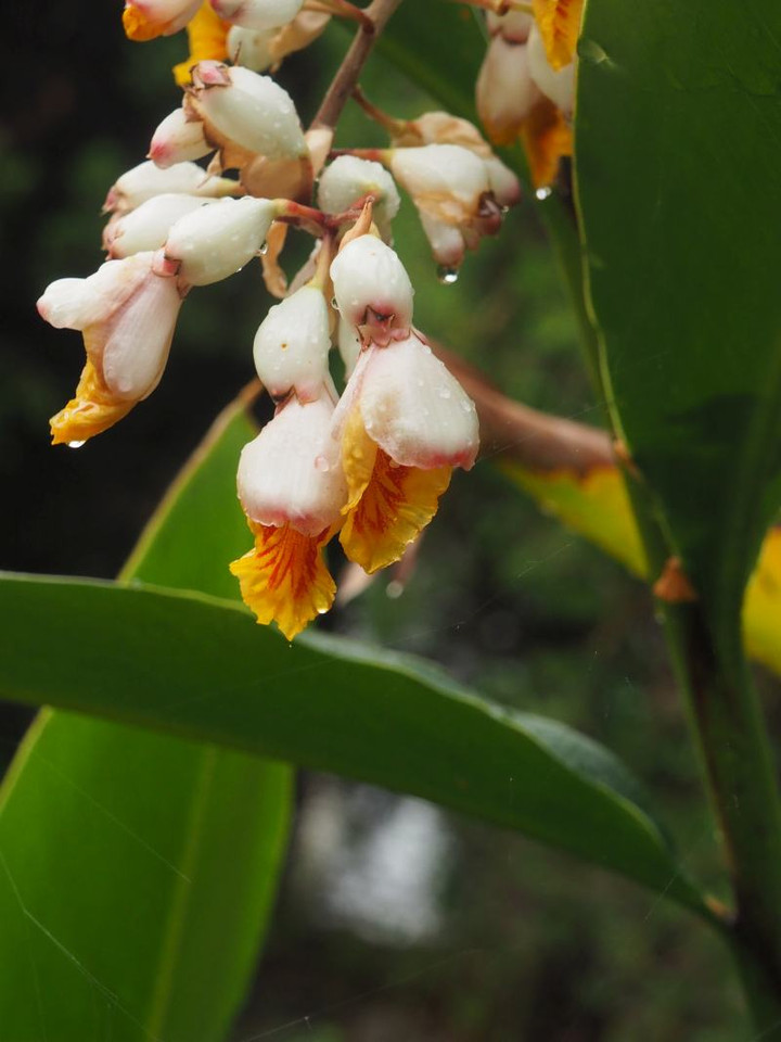 P7125392