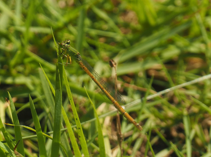 P7135401