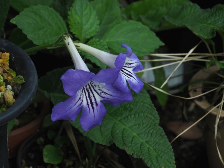 P7135407
