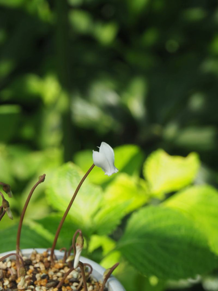 P7135408