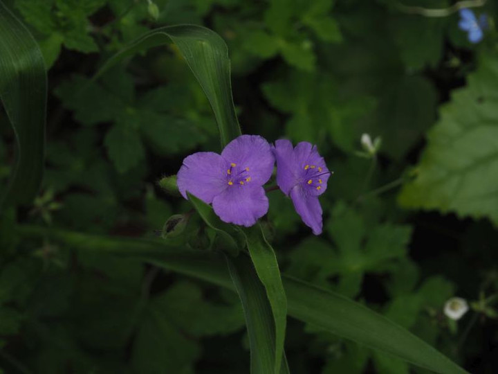 P7155626