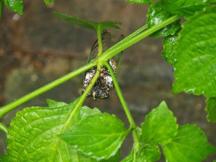 P7160003