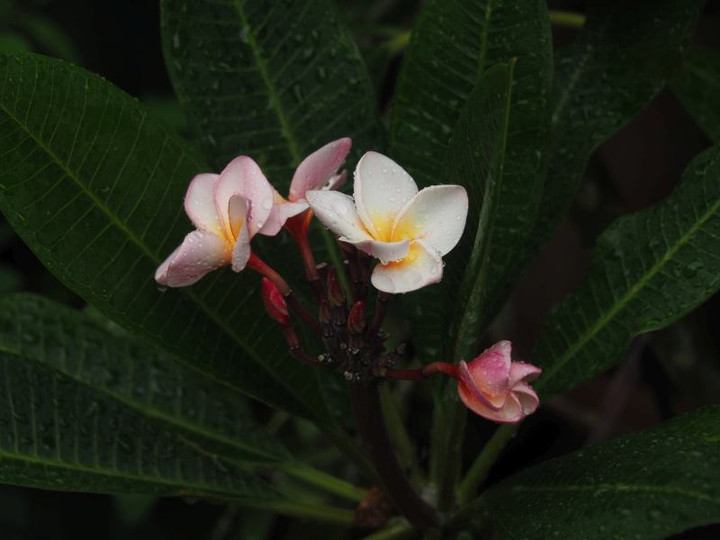 P7160006