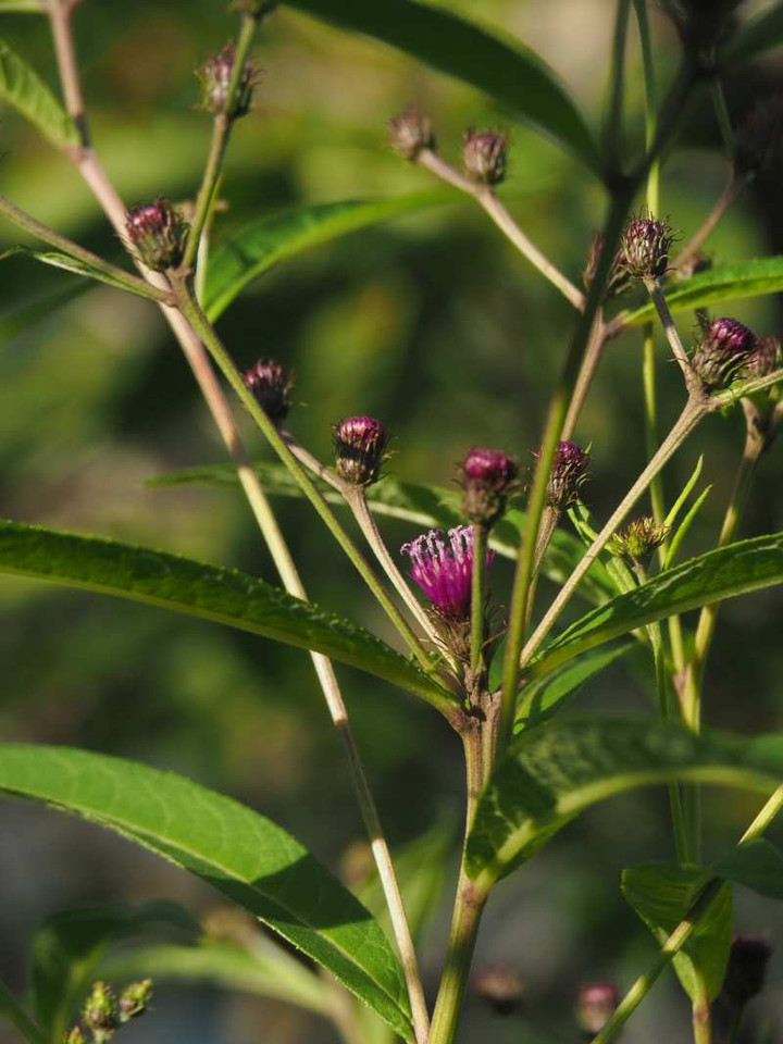 P7221093