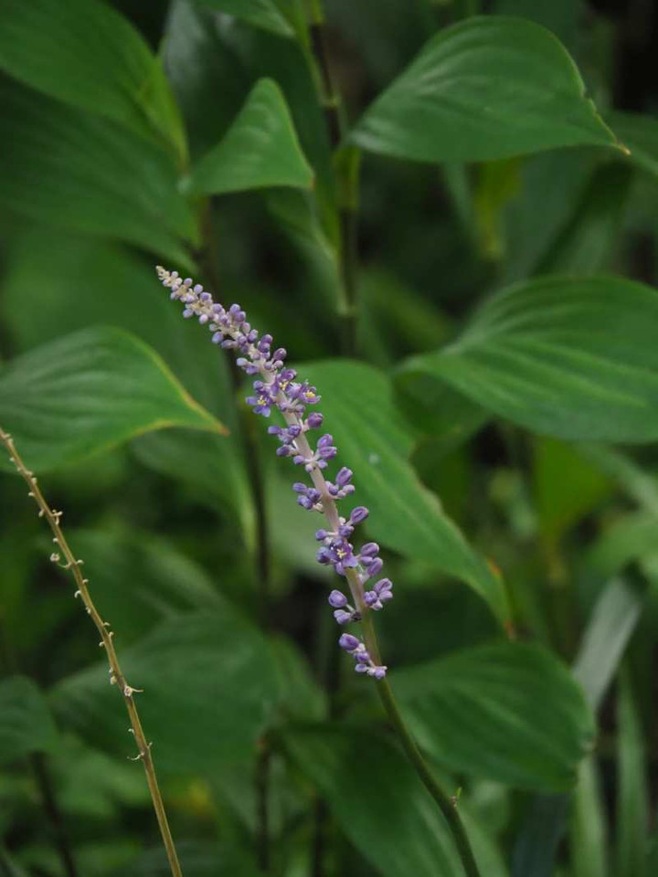 P7231125