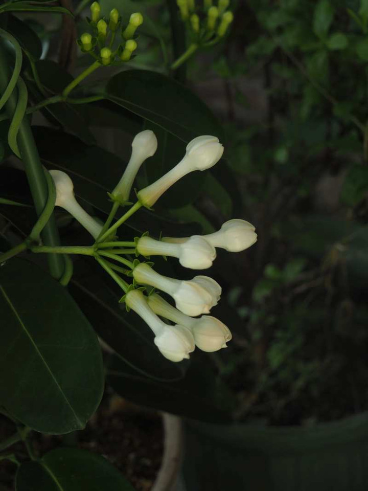 P7241132