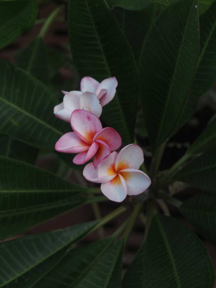 P7241133
