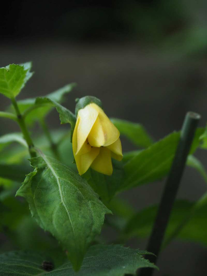 P7241135