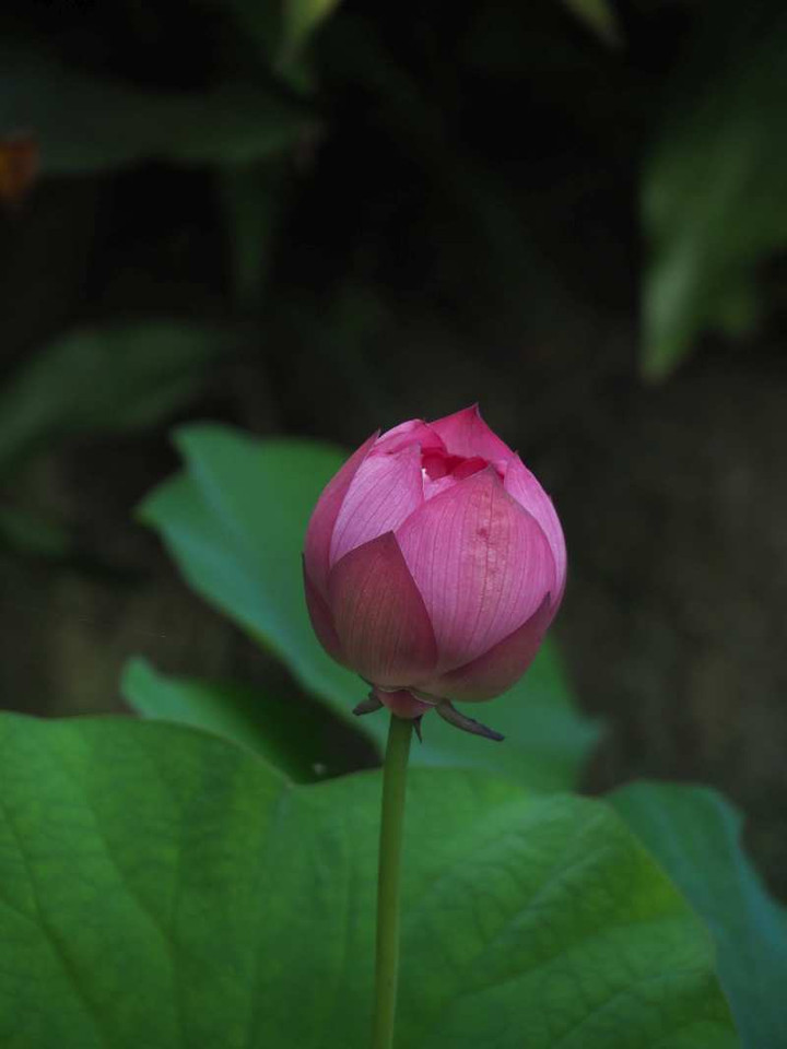 P7241145