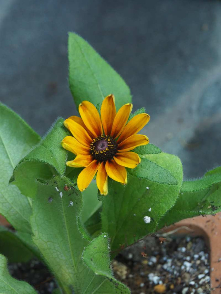 P7241151