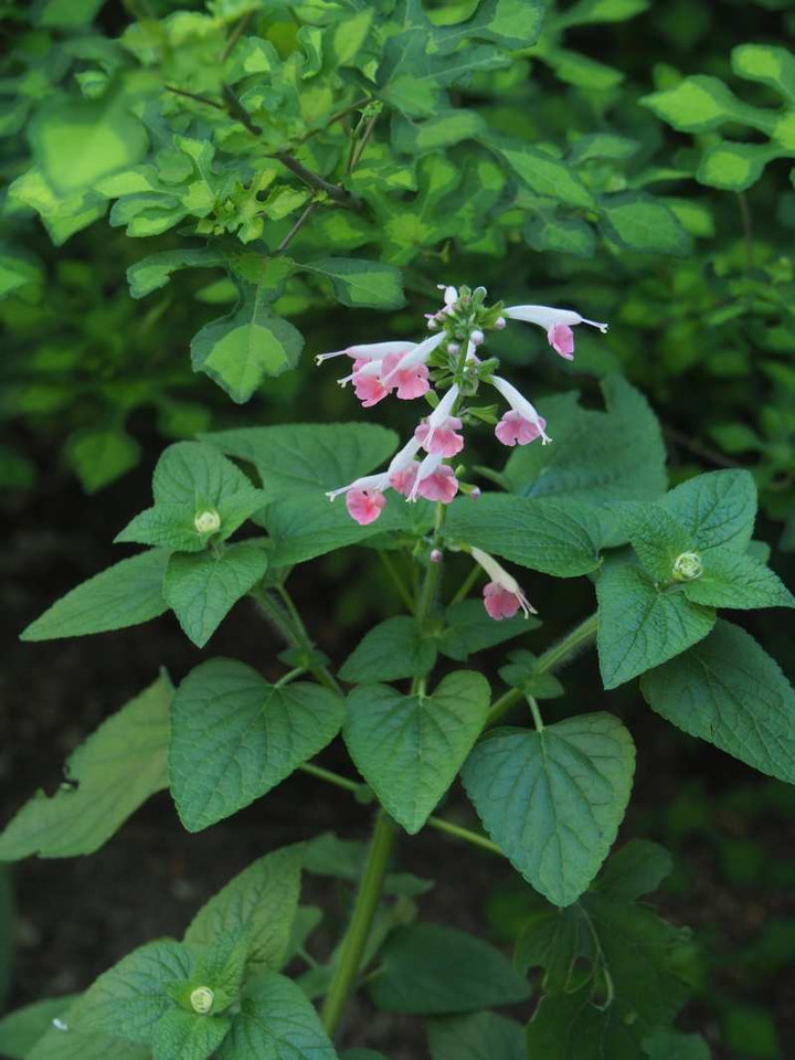 P7241152