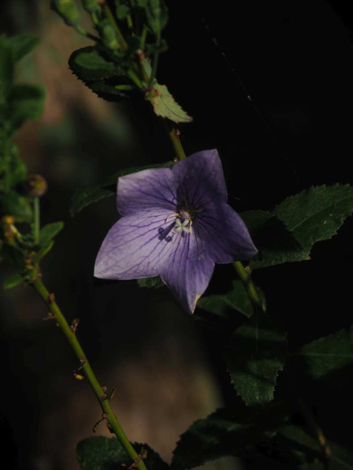 P7251156