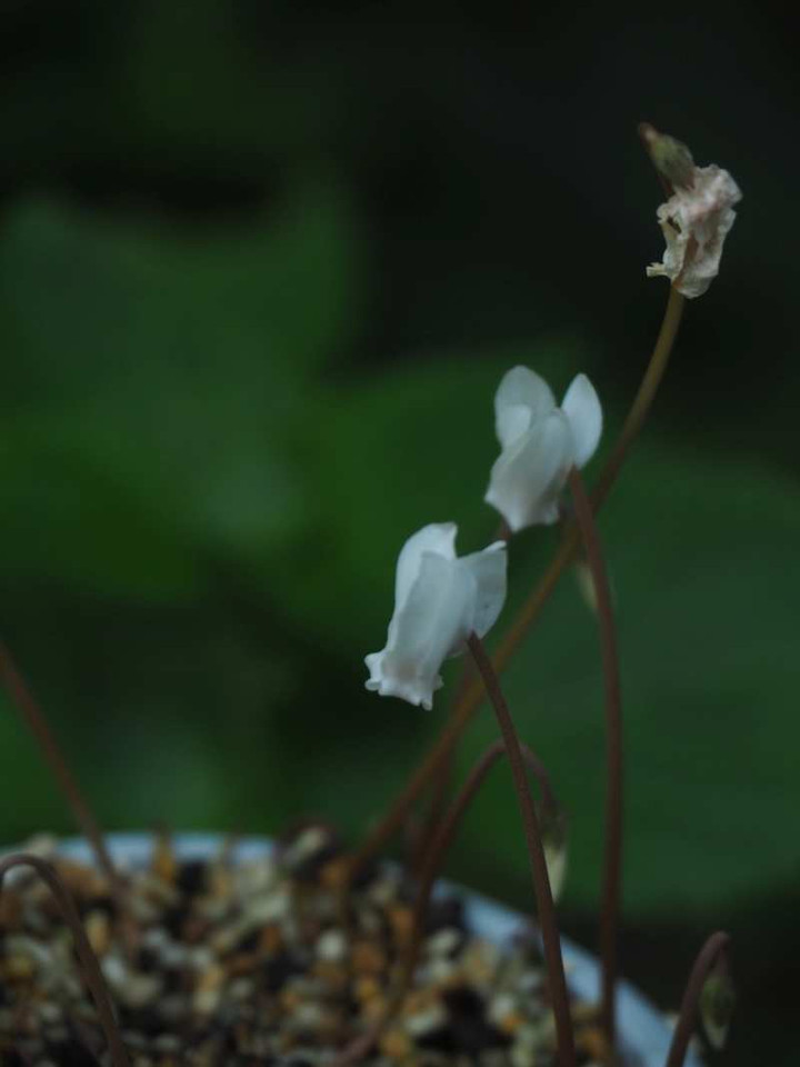 P7251163