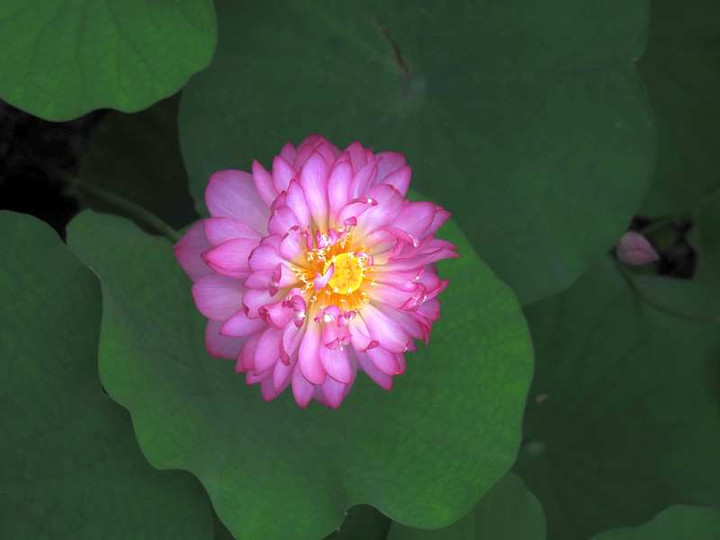 P7251186