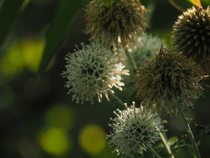 P7281545