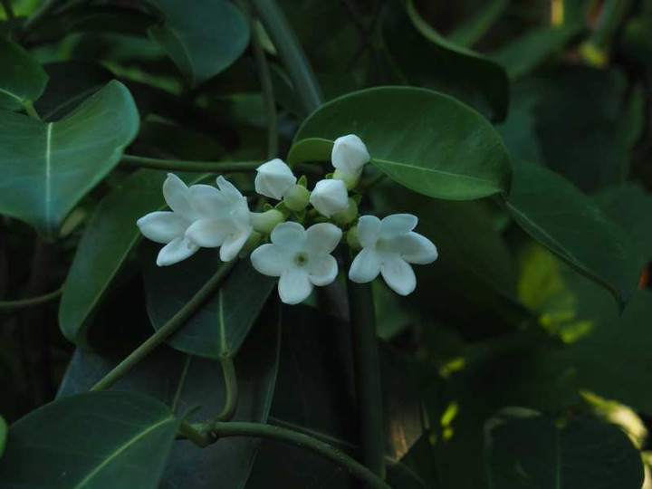 P7291563