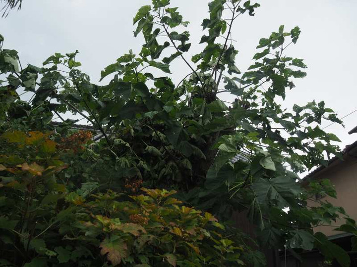 P8092161