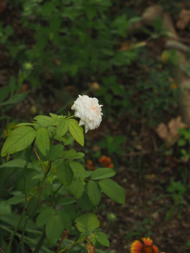 P8112467
