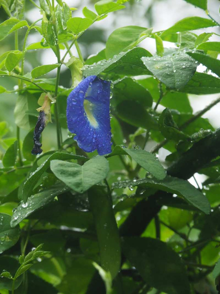 P8122479
